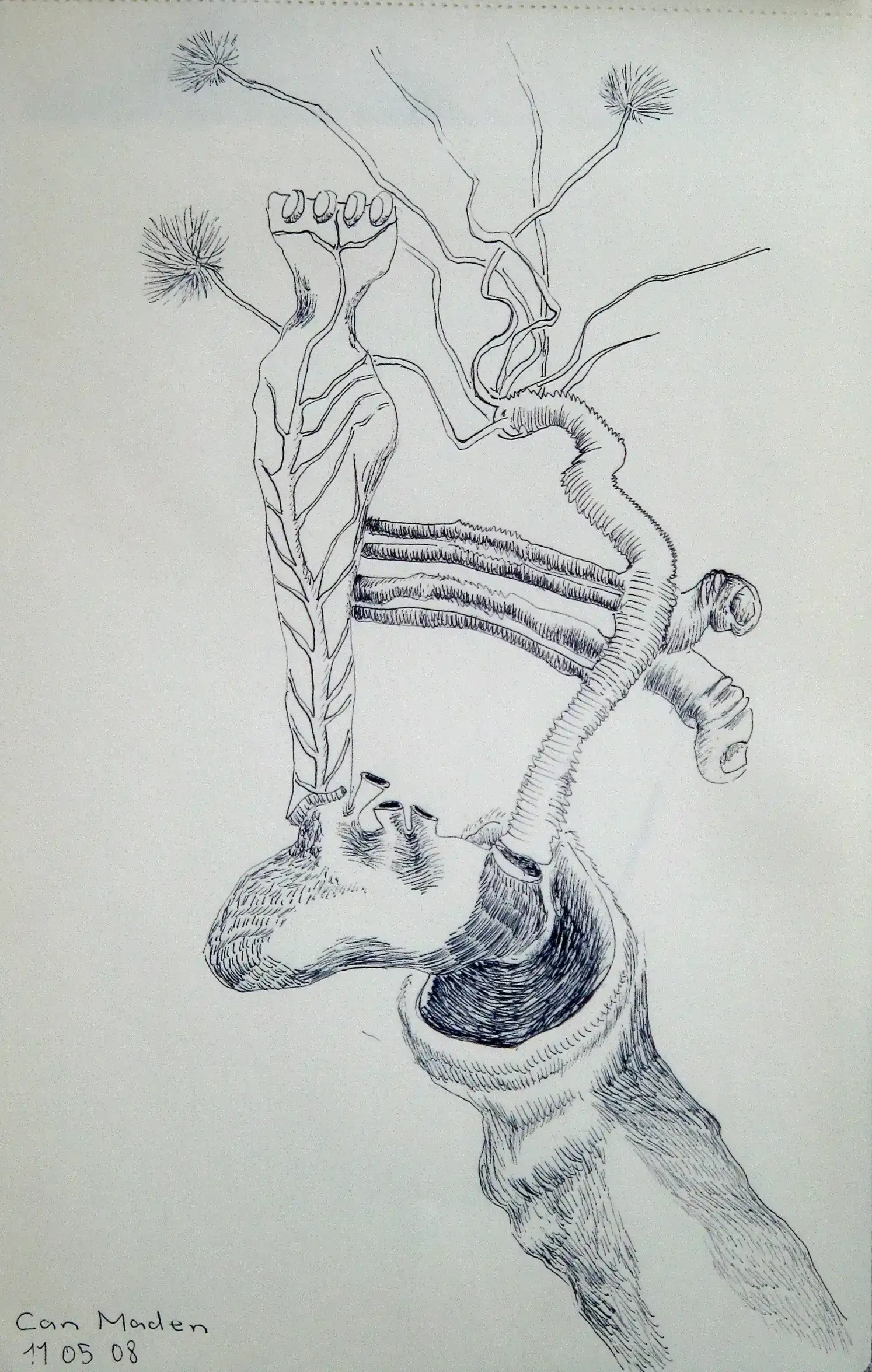 Anatomy Sketch